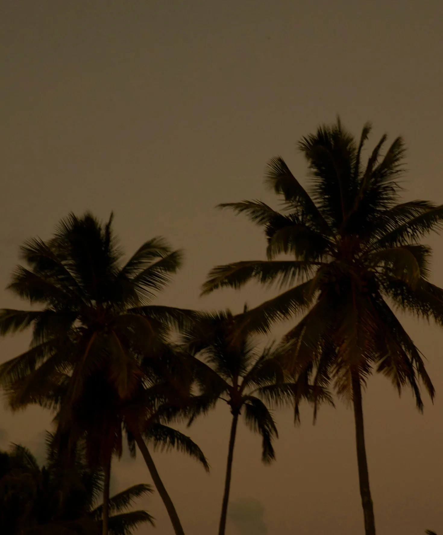 Otis Eyewear A Day Late Eco